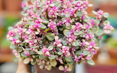 Nên đặt cây sen đá đô la ở đâu trong nhà để giúp gia chủ thu hút tài lộc và bảo vệ sự thịnh vượng trong gia đình