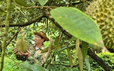 Đưa sầu riêng trở lại thời hoàng kim