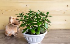 Cây cảnh phong thủy phòng lãnh đạo cho người mệnh Mộc