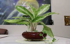 Cây cảnh phong thủy phòng lãnh đạo cho người mệnh Thủy, giúp bình an, thịnh vượng
