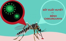 Dấu hiệu bệnh Chikungunya khác gì sốt xuất huyết?