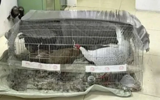 Thông tin mới nhất vụ lĩnh 6 năm tù vì nuôi bán 13 con gà lôi trắng