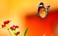 Tháng sinh Âm lịch của người đặc biệt xuất sắc trên nhiều phương diện