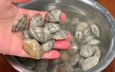 Dùng dầu ăn và muối để ngâm ngao là sai lầm: Một ngư dân chỉ mẹo giúp ngao nhả cát ra nhanh chóng và sạch sẽ