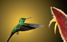 Ngày sinh Âm lịch của người có vận may nổi bật, tiền tài vượng phát