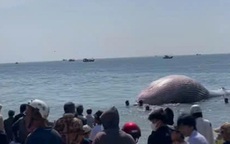 Xác cá voi gần 8 tấn, dài hơn 11 mét trôi dạt vào bờ biển Lâm Đồng
