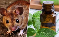 Cách ngừa và khắc phục chuột gặm đứt dây điện cửa tự động
