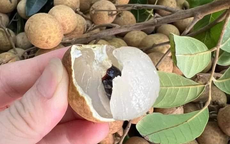 Loại quả đang vào mùa, rẻ bèo, bán đầy chợ Việt, ai cũng thích ăn vì ngon còn chống mất ngủ, bồi bổ cơ thể