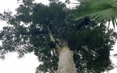 Hai cây trầm quý ở Hà Tĩnh trở thành Cây Di sản Việt Nam