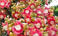 Cây cảnh hóa giải phong thủy xấu ở ban công, mang đến vượng khí