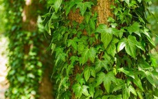 Ý nghĩa đuổi tà và xua âm khí của cây thường xuân, cách trồng và cách chăm cây luôn xanh tốt, nở hoa