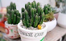 Vị trí vàng nên đặt cây xương rồng để hóa giải tà khí