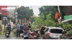 Cây phượng cổ thụ gãy ngang thân, đè trúng người đi đường ở Hải Phòng