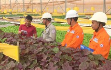 Lịch cúp điện Vĩnh Long (Bến Tre cũ) từ ngày 2 – 5/10/2025: Cúp điện từ sáng sớm, kéo dài hơn 10 tiếng/ngày nhiều khu dân cư