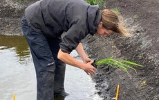 Lần đầu tiên nước Anh trồng được lúa