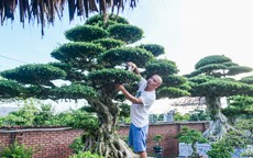 Bộ ba cây sanh cổ định giá 'triệu đô' ở Ninh Bình, chủ chờ giá cao hơn mới bán