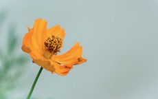 Nhìn số cuối ngày sinh Âm lịch, nhiều người bất ngờ về vận mệnh tuổi già