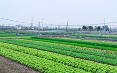 Tin sáng 11/1: Nhiều người mừng thầm khi được hưởng quyền lợi đặc biệt này về sử dụng đất; 3 nhóm người đăng ký lao động theo quy định mới