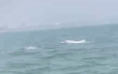Video cá heo trắng bất ngờ xuất hiện tại biển Sầm Sơn
