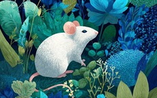 Mẹo phong thủy giúp 12 con giáp giảm vận hạn, hút tiền tài năm Bính Ngọ 2026