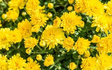 Các loài hoa nên sử dụng trong tang lễ