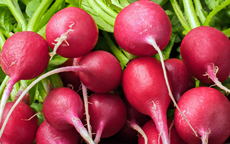 Người bị sỏi thận cần tránh những loại rau nào để không tái phát?