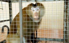 Khỉ đuôi lợn quý hiếm đi lạc vào vườn nhà dân