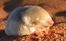 Loài vật quý hiếm bậc nhất thế giới, tuyệt tích gần 90 năm bất ngờ "tái xuất" bởi một chú chó