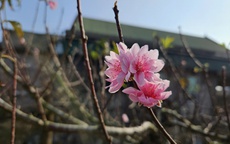 Thu nửa tỷ đồng mỗi năm từ mô hình cho thuê đào cổ thụ chơi tết Nguyên đán