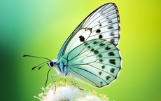 Nếu cuộc sống quá vất vả đừng nản lòng: Sinh vào những ngày Âm lịch này thành công thường đến muộn