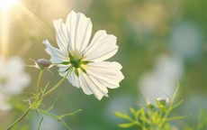 Sinh vào các ngày Âm lịch này thường có tư duy sắc bén, sự nghiệp khó ai bì kịp