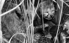 Loài vật quý hiếm bậc nhất hành tinh, biến mất 70 năm bất ngờ "tái xuất" theo cách đặc biệt