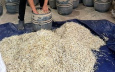 Sử dụng chất cấm để sản xuất giá đỗ, hai chủ cơ sở bị khởi tố