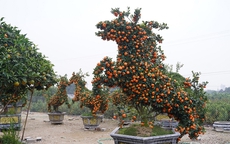 Ngắm “đàn ngựa” làm từ quất đón Tết Bính Ngọ