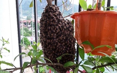 Ong làm tổ ở ban công nhà chung cư là điềm báo gì?