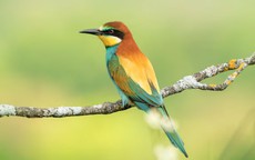 Tử vi tiết lộ: Người sinh các tháng Âm lịch này thường thông minh, sống tích cực nên dễ dễ thăng tiến