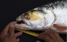 Lần theo dấu vết của cá thể lạ, láng giềng Việt Nam bất ngờ phát hiện loài vật "tuyệt chủng" gần 20 năm