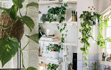 Loại cây trồng trong phòng ngủ giúp an thần, lọc không khí