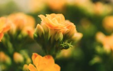 Người sinh 3 tháng Âm lịch này nhân duyên đại vượng: Ngày càng giàu nhờ nhiều mối quan hệ