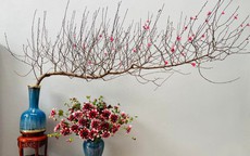 Mẹo chọn đào đẹp và phong thủy cho ngày Tết 2026