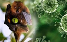 Bộ Y tế yêu cầu siết chặt an toàn thực phẩm phòng bệnh do vi rút Nipah
