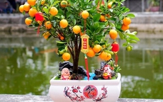 Loại cây cảnh để bàn ngày Tết thu hút tiền tài 