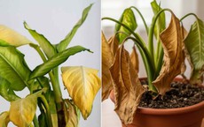 5 dấu hiệu cảnh báo phong thủy nhà đang suy yếu: Tiền bạc làm ra nhiều nhưng trôi tuột như nước qua kẽ tay