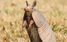 Tạo hóa chắc hẳn đã "photoshop" quá tay khi nặn ra 5 sinh vật này: Vừa lạ lùng, vừa đáng yêu đến mức khó tin