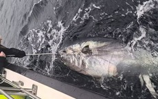 Cô gái câu được con cá ngừ khổng lồ nặng 344kg trên biển