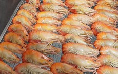 'Con tôm ôm cây lúa' bán 1 triệu đồng/kg nhờ bí quyết này