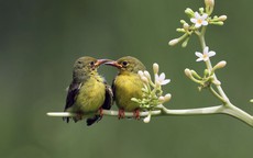 Ngày sinh Âm lịch của người không ngừng nỗ lực, giàu có chỉ là vấn đề thời gian