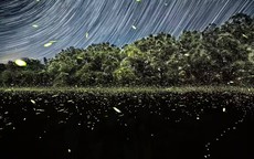 Chúng ta có thể là thế hệ cuối cùng được nhìn thấy đom đóm