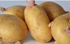 Những món ăn nguy hiểm có thể gây ngộ độc bạn cần biết