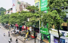 Hà Nội sẽ ưu tiên cắt tỉa, dịch chuyển bớt cây hoa sữa ở những khu vực nào?